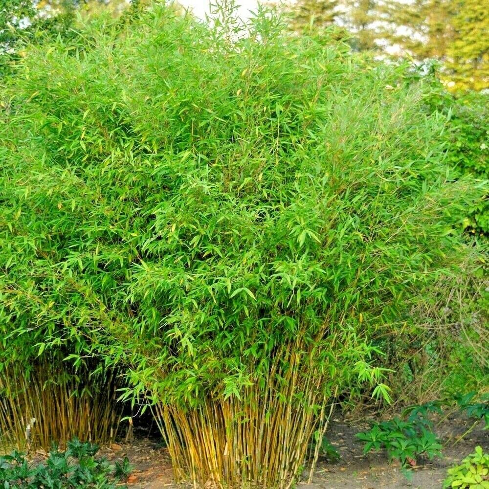 Floral Treasure Rare Exotic Umbrella Bamboo 40 Seeds Pack (B0CXDQKK94) Amazon Price History, Amazon Price Tracker