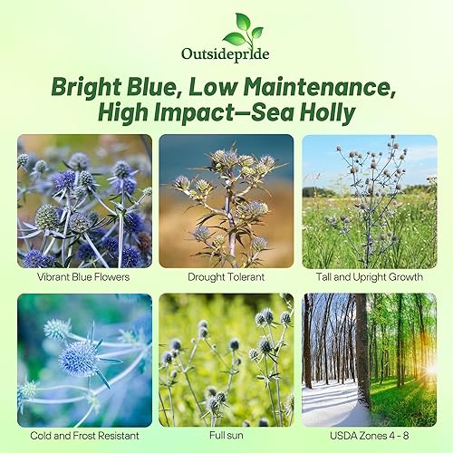 Miniatura 2 de Outsidepride 5000 Semillas Perennes Silver Blue Eryngium Planum Sea Holly Blue Flower Seeds para plantar