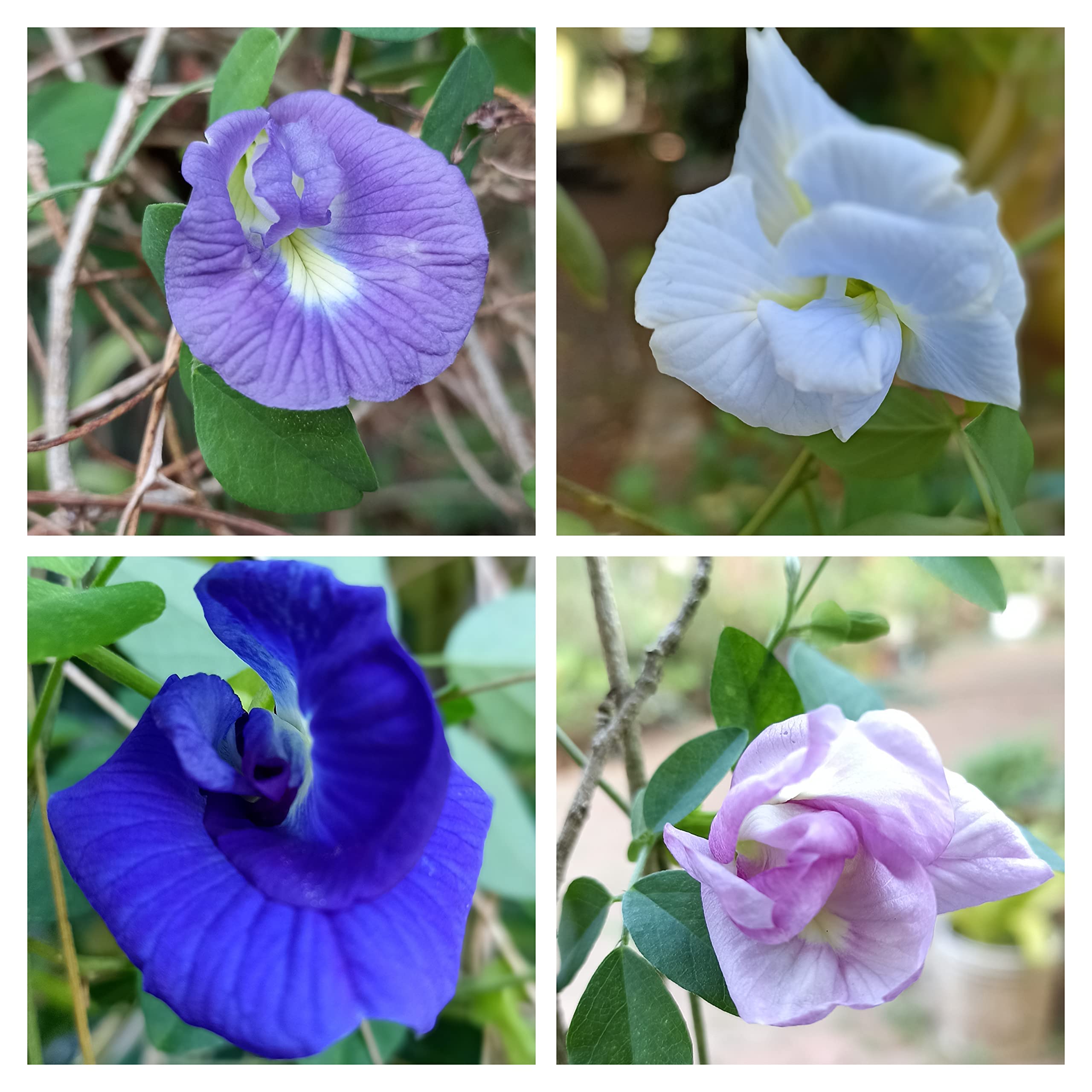 Extremely Rare & Beautiful 4 colour Combo of Multi-Petal Clitoria Aparajita Butterfly Pea or Clitoria Ternatea Flower Plant (3 X 4 : 12 Seeds) (B09QFX3HK5) Amazon Price History, Amazon Price Tracker