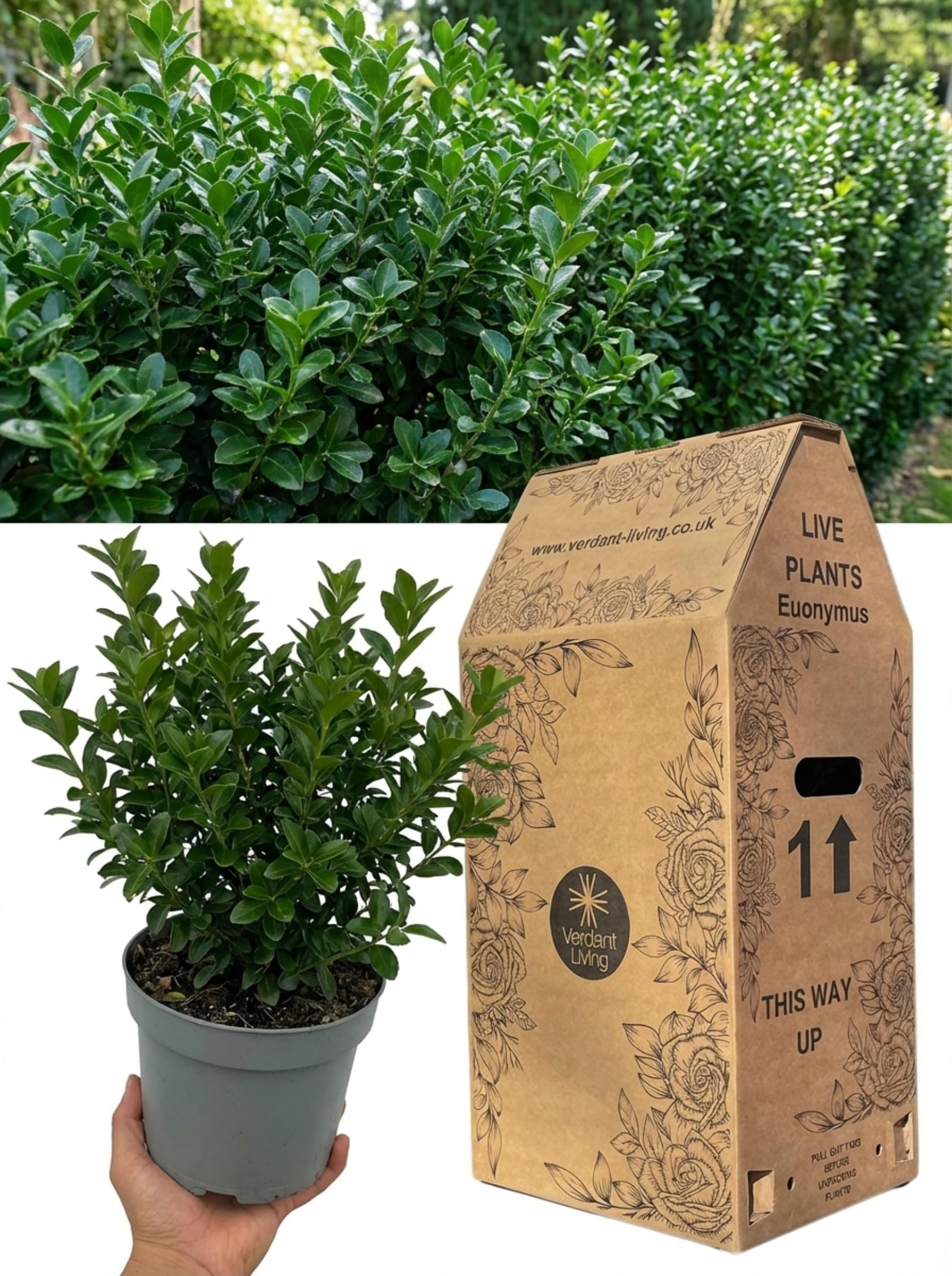 Euonymus Microphyllus Plant in 2Ltr Pot – Hardy Evergreen Shrub for Gardens, Hedges, Borders, Patio & Containers – Low Maintenance, Box Hedge Alternative, Year Round Green, Compact, UK Grown
