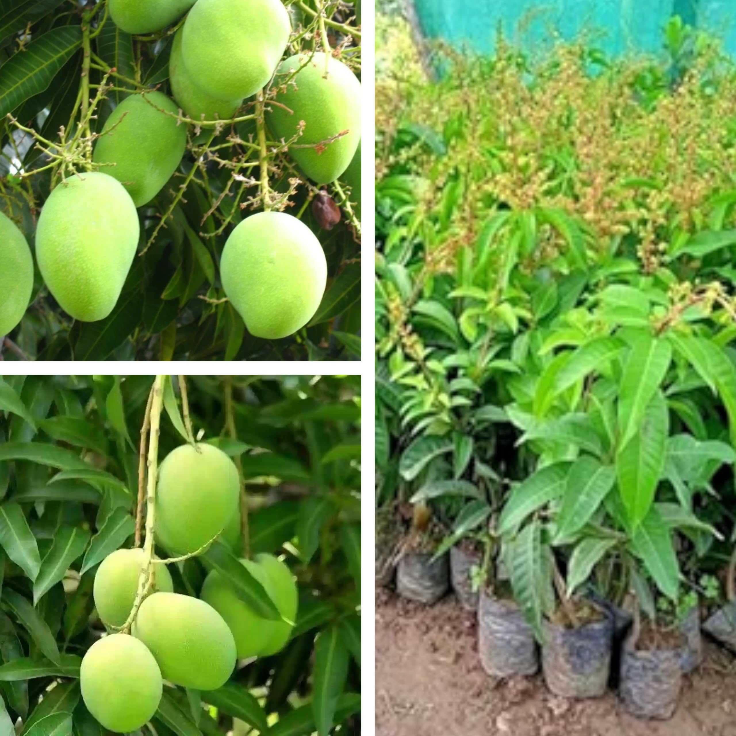 Thai All Time Mango Plant -1.5-2 Feet Height, Fruits in 6 Months, All Season Hybrid - Live Fruit Tree for Home Garden (B0CY8MV1V3) Amazon Price History, Amazon Price Tracker