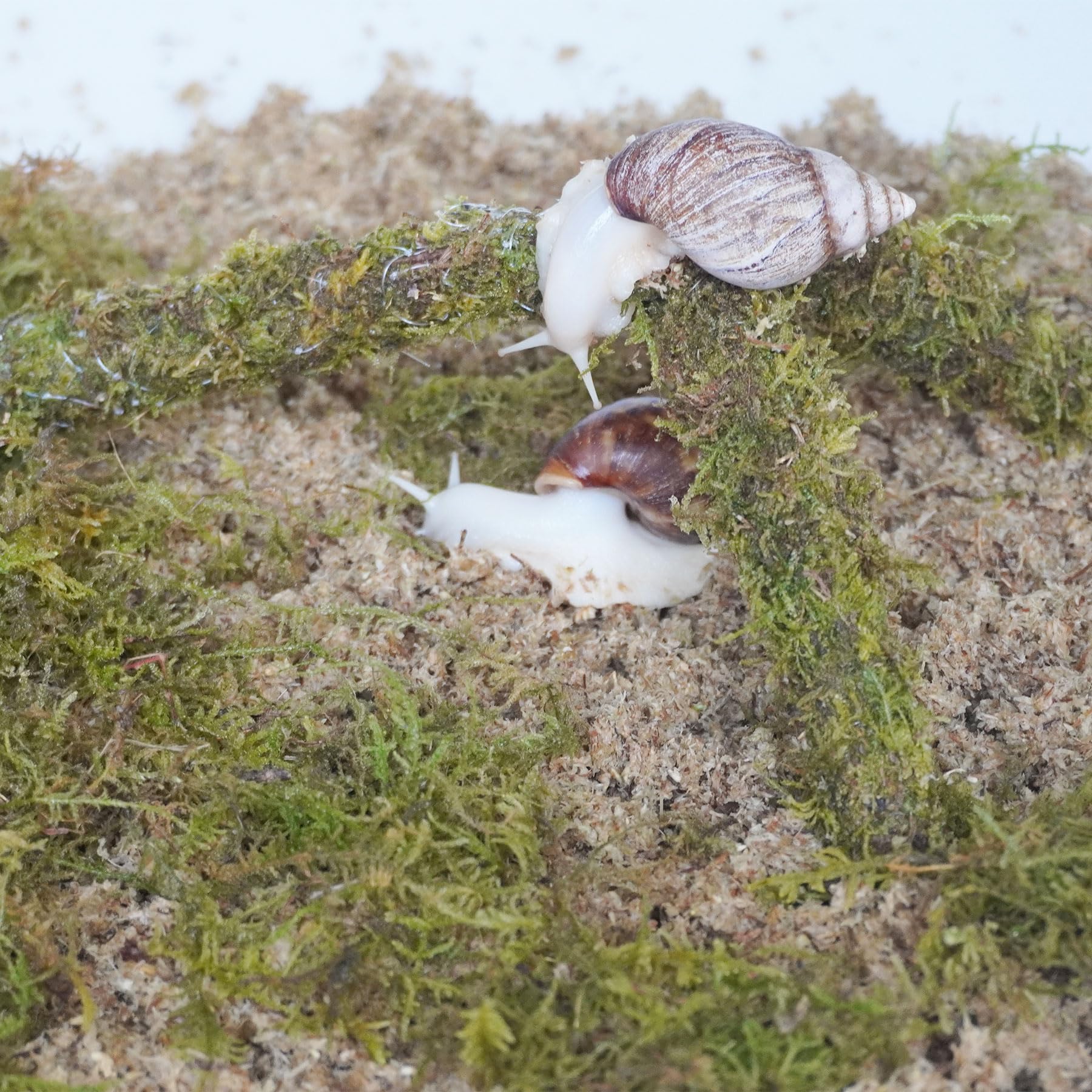 Kit d'accessoires pour terrarium escargot 3 pièces, comprend un substrat retenant l'humidité, une couche supérieure, un jouet d'escalade - 4