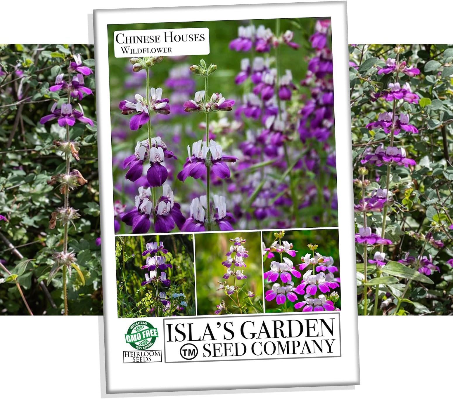 Chinese Houses Flower Seeds for Planting, 3000+ Flower Seeds Per Packet, (Isla's Garden Seeds), Non GMO & Heirloom Seeds, Scientific Name: Collinsia heterophylla, Great Home Garden Gift