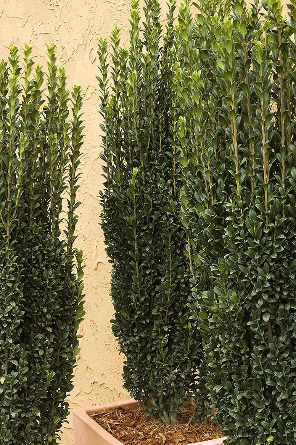 Sky Pencil Japanese Holly - 2 Large Trade 3 Gallon Plants - Low Maintenance Formal Evergreen Ilex Hedge