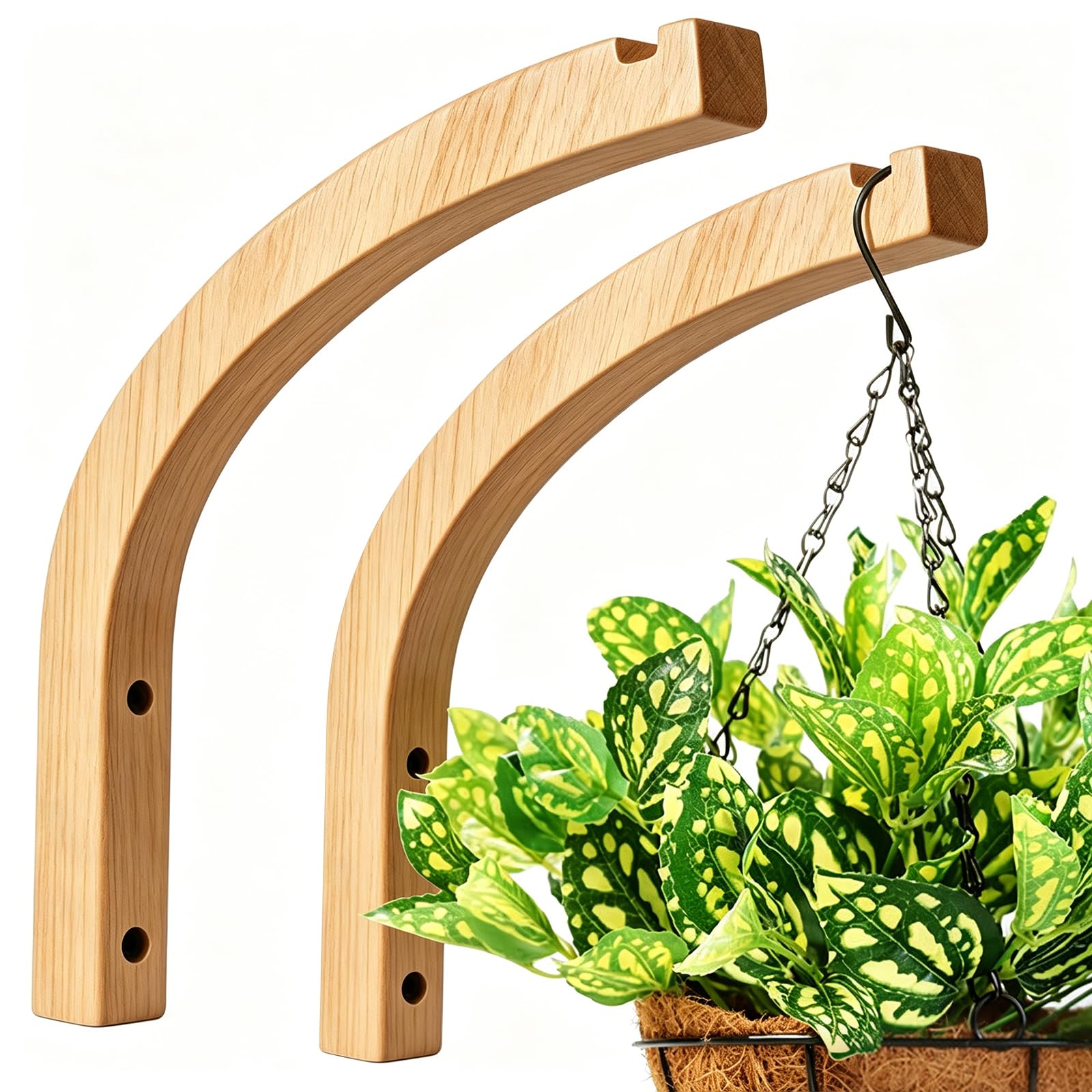 money tree jade tree Jade Money Plant South Africa – i-go-eco main image 1