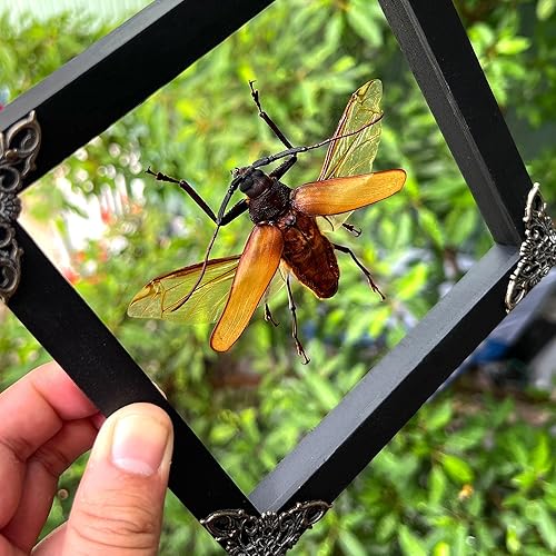 Miniatura 2 de Escarabajo gigante enmarcado real insecto muerto seco gran insecto 3D caja de sombra flotante marco de madera exhibición de muestra de taxidermia
