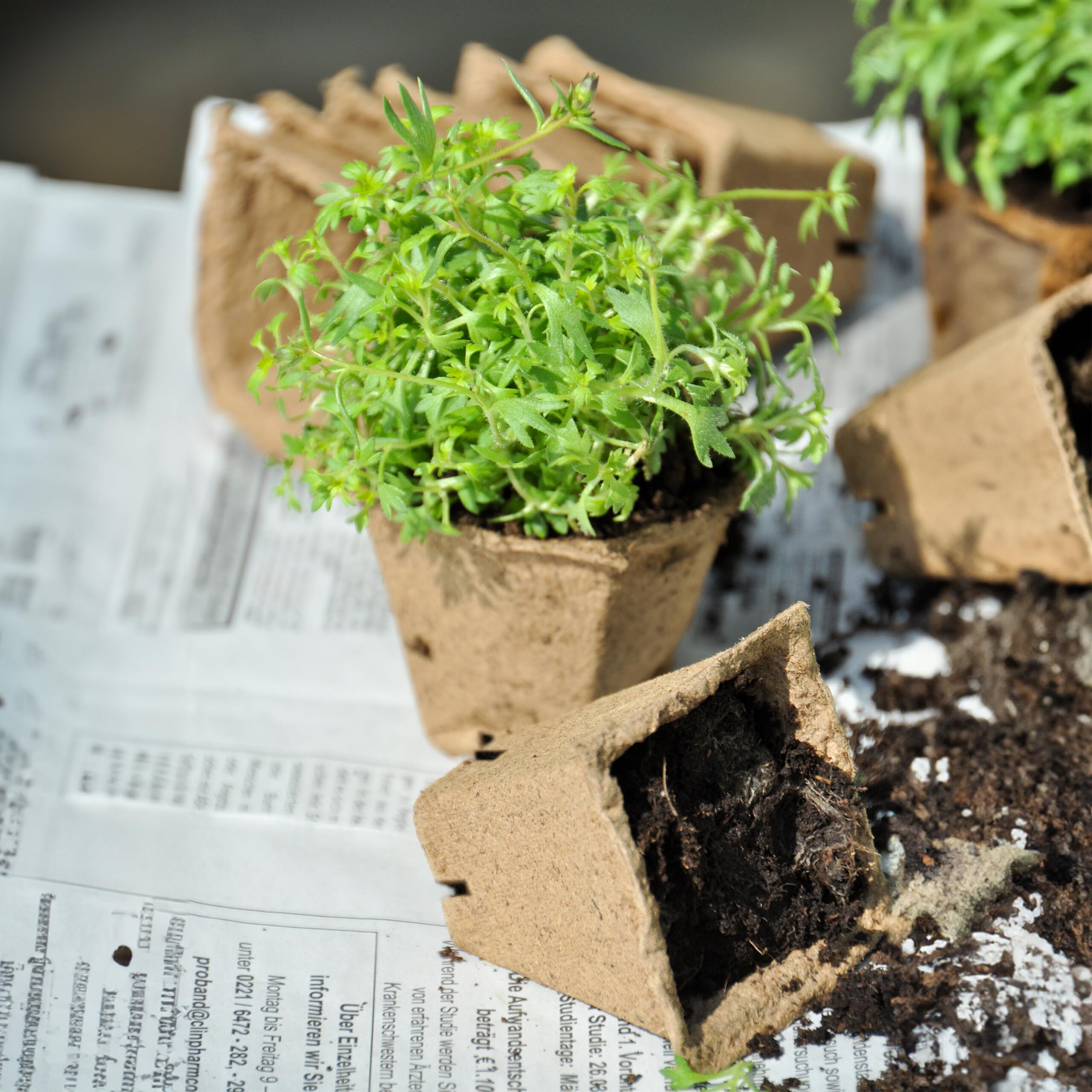 Vasetti Per Piantine Biodegradabili - 240 Pezzi, 8x8x8cm, In Torba E Carta, Per Semina - Foto 11