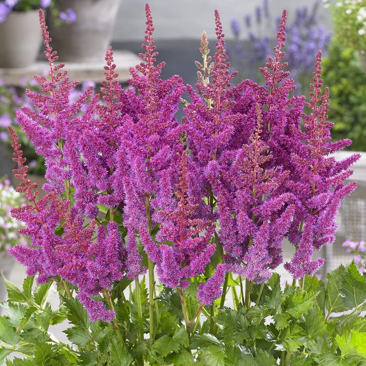 Van Zyverden Astilbe Visions Patio Kit with Decorative Ratten Planter, Planting Medium and 1 Root, Purplish Pink