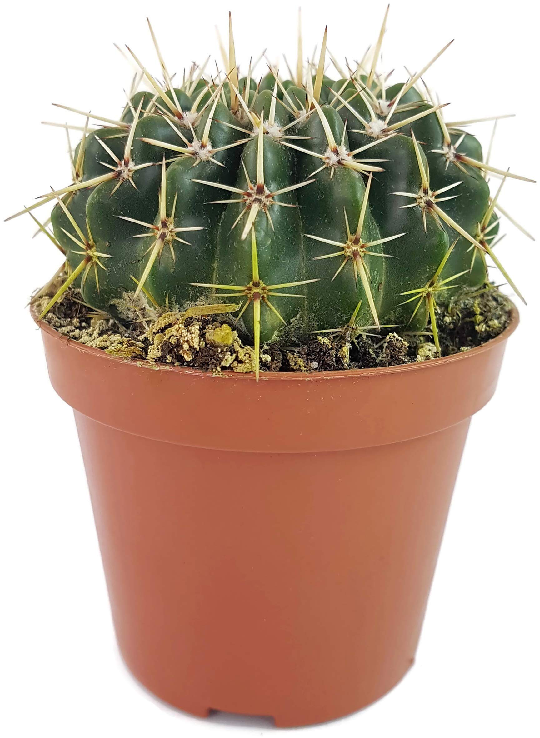 Fangblatt - Notocactus submammulosus (Parodia) - kugeliger Kaktus -  pflegeleichte Sukkulente - dekorative Zimmerpflanze : Amazon.de: Garten