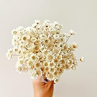 TEWEIQI Natural Dried Mini Star Daisy Flowers, 200+ Stems Brazilian Chamomile Bouquet for Weddings, Home Decor & Gifts (White)