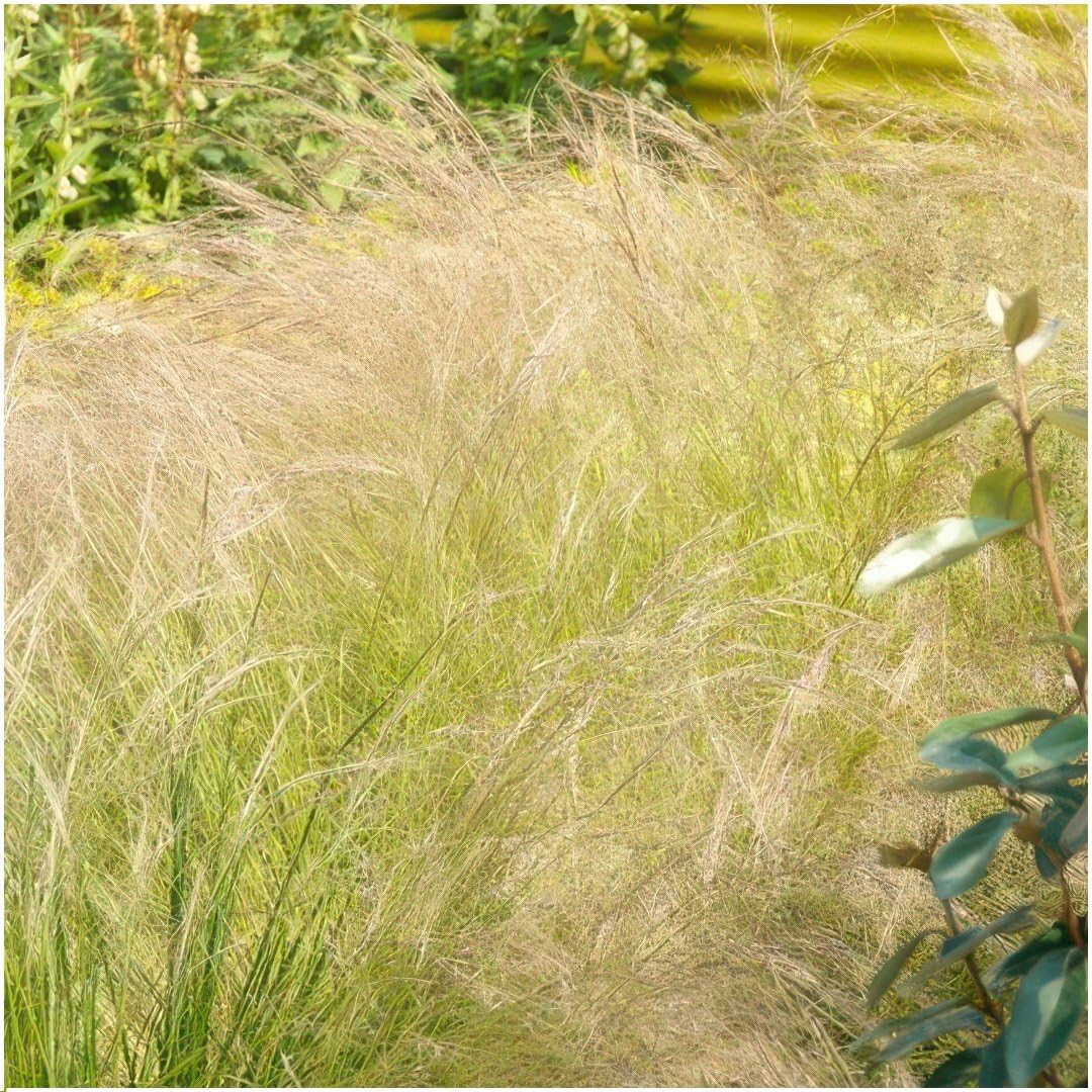 Plants by Frank Stipa Tenuissima Ponytails, 48x Federgras Pflanzen, Ø 9 cm