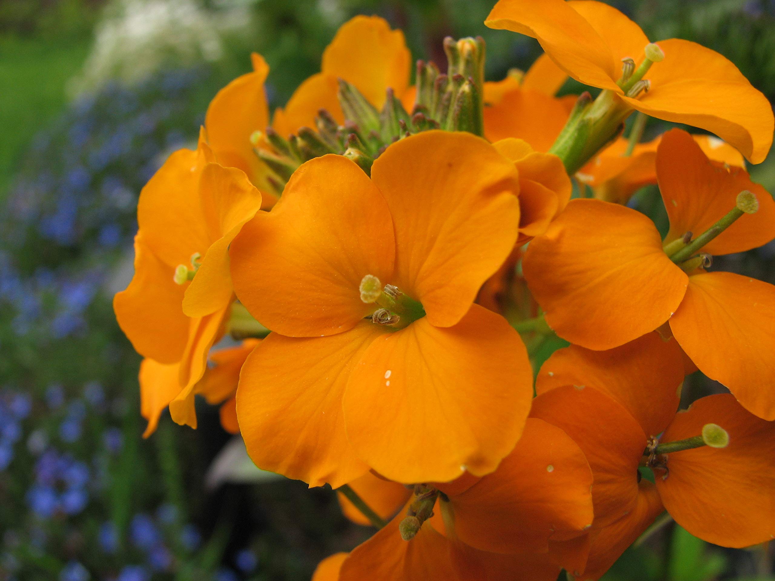 200 Semi Di Violaciocca Esotiche – Fiori Resistenti Di Colore Oro Autunnale, Perfetti Per Aiuole, Bordure E Giardini Rocciosi