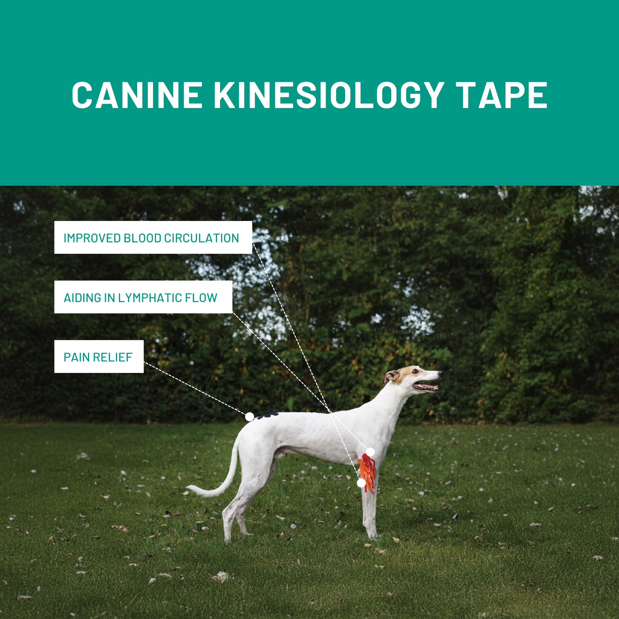 Kinesiology taping for dogs
