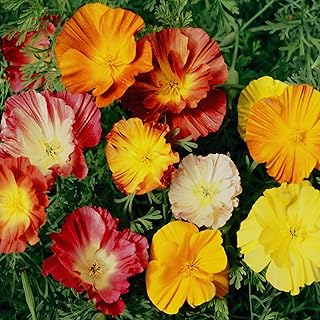 Outsidepride 5000 Seeds Annual Eschscholzia California Poppy Ballerina Wild Flower Seed Mix