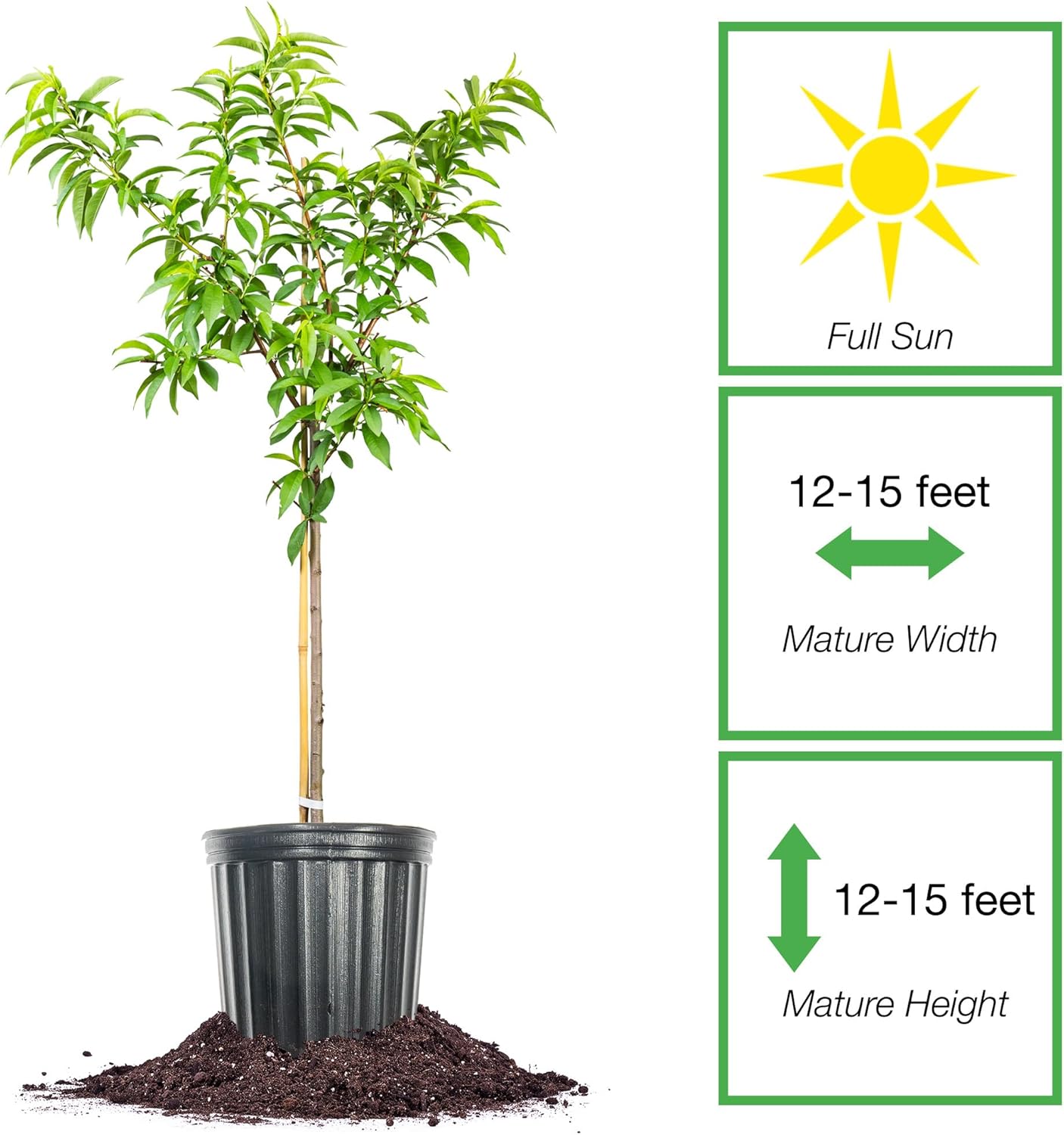 Perfect Plants Red Haven Peach Tree 4-5 feet | Live Fruit Tree for Fresh Sweet Peaches | Home Gardening