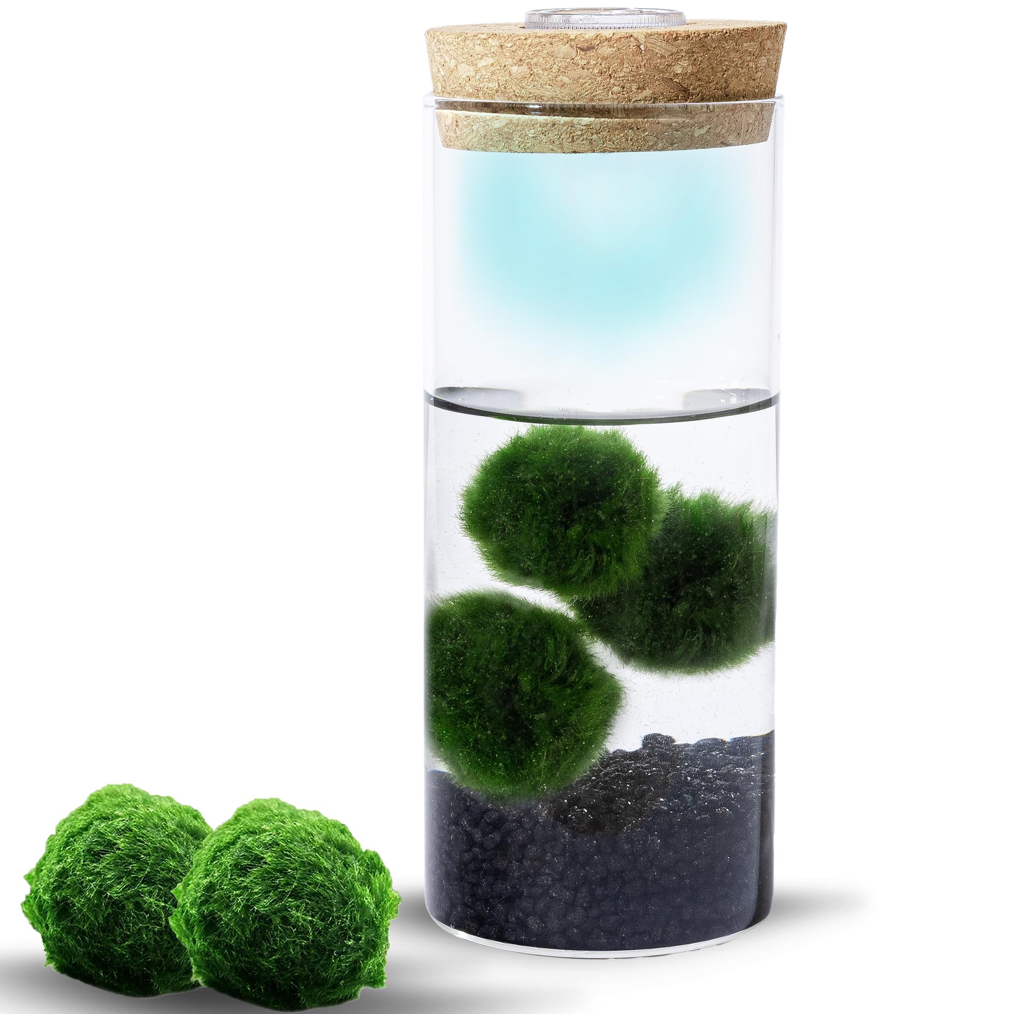 Set de terrario de MOSSBALL con 3 bolas de musgo vivas, luz de crecimiento, pequeñas piedras – pequeño terrario de mesa de vidrio para oficina, jardín, decoración del hogar (maxiMOSS con piedras