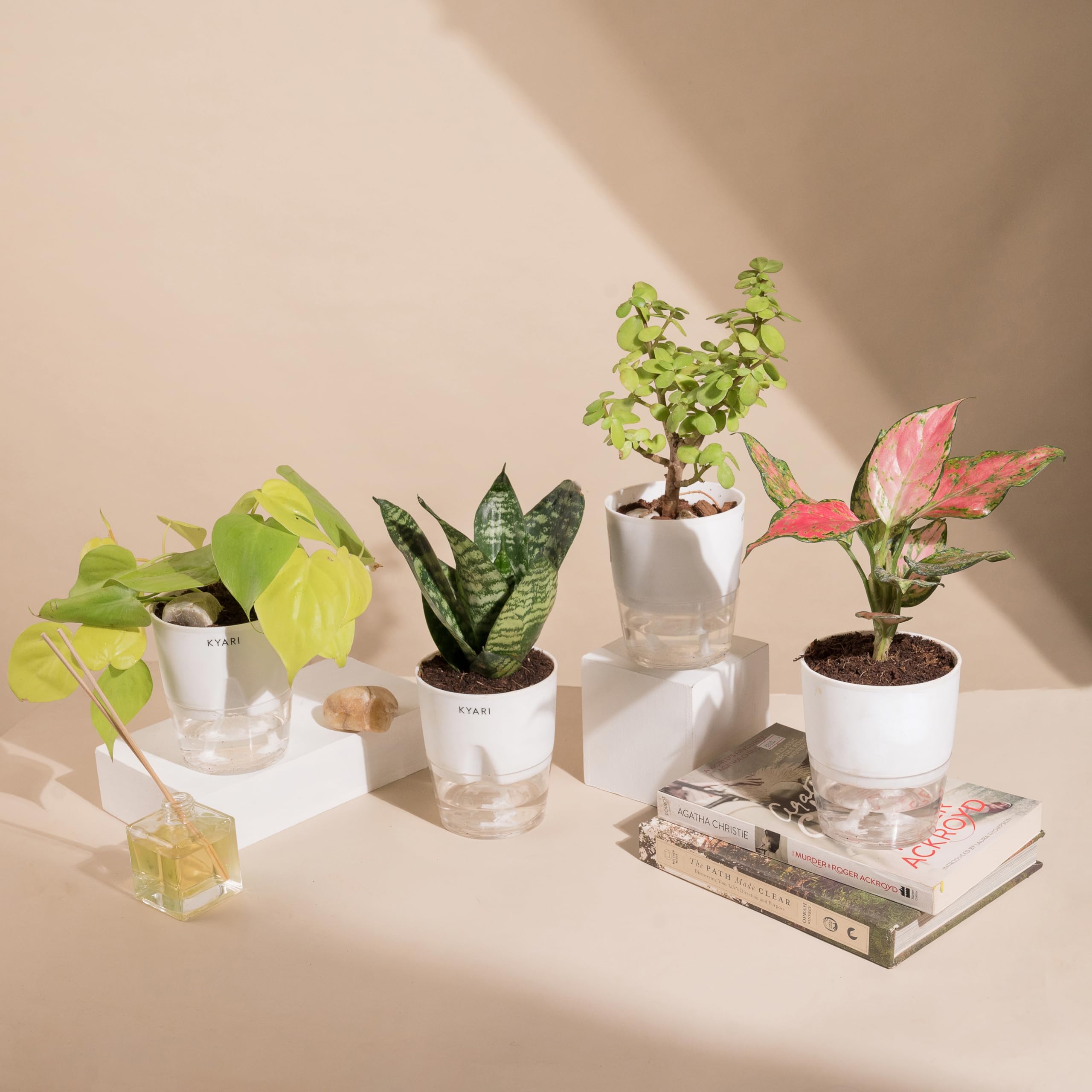 Ugaoo Indoor Plants for Living Room Home Decor Set of 4 Plant Combo ...