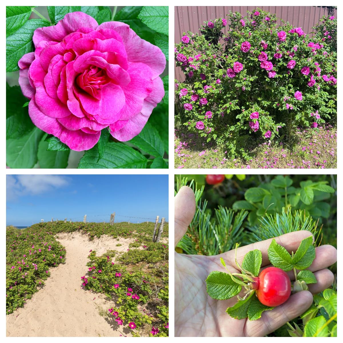 50 Seeds Pink Beach Rose Seaside Sand Rose, Beach Tomato Rosa Rugosa HIPS Flower jodcw (Seeds)