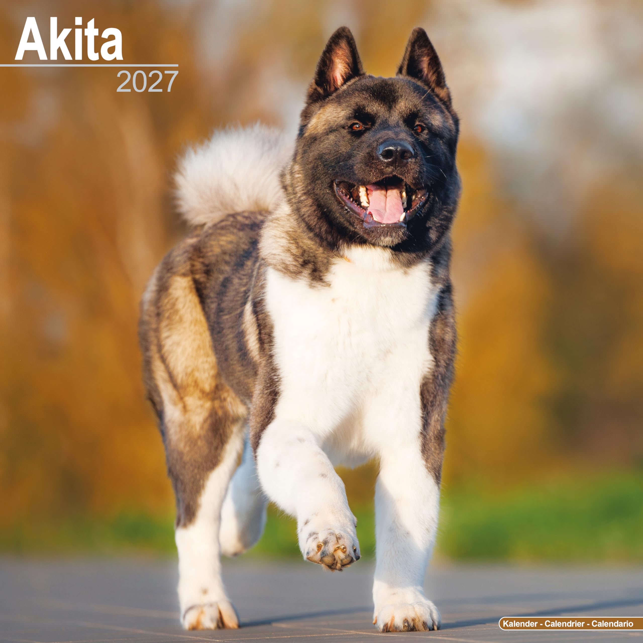 Akita 2027 Calendar | Square Wall Calendar | Dog Breed Gift | Plastic Free Packaging | by Avonside Publishing