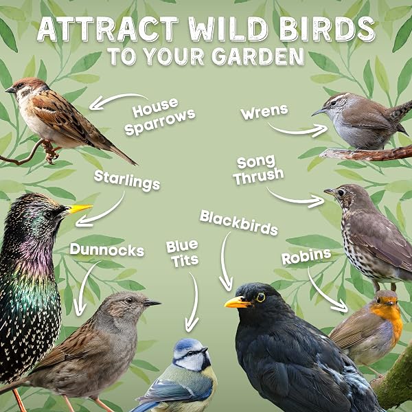 Copdock Mill Wild Bird Seed & Grain Mix 20kg Bag All Year Round High Energy Wild Bird Food 100% Natural Ingredients Including Sunflower Seeds and Peanuts - 4