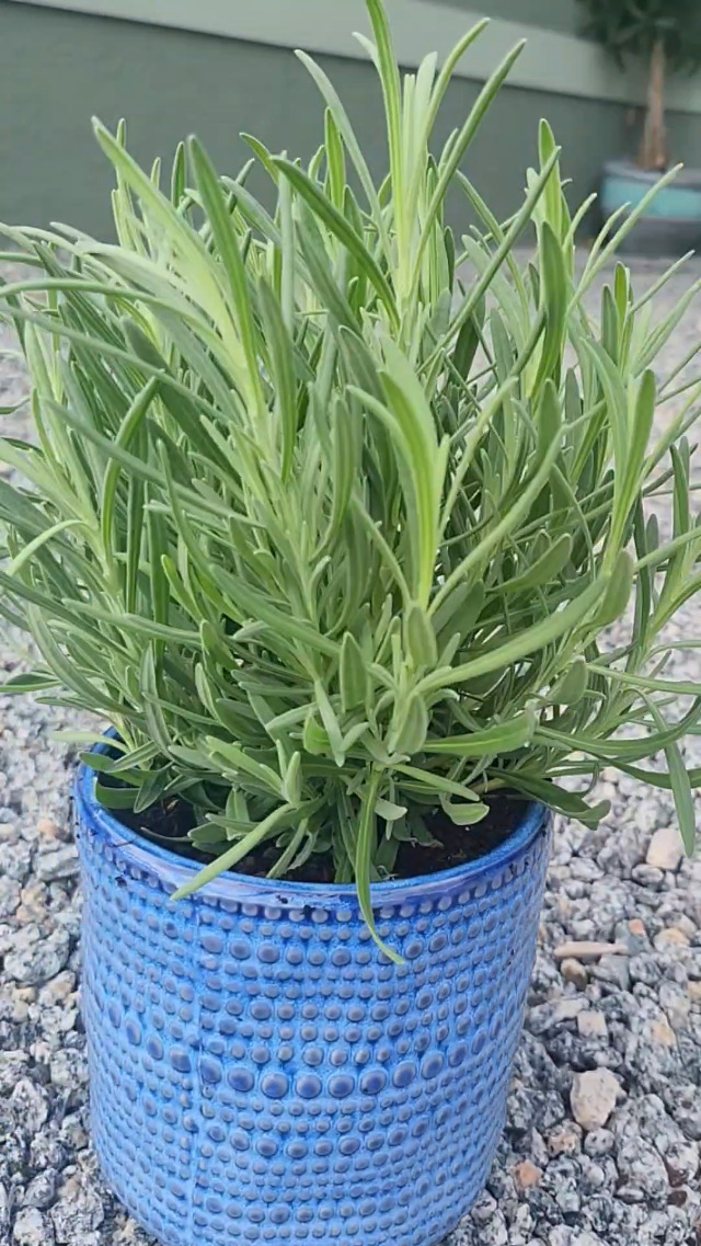 Amazon.com : American Plant Exchange English Lavender – 6-Inch