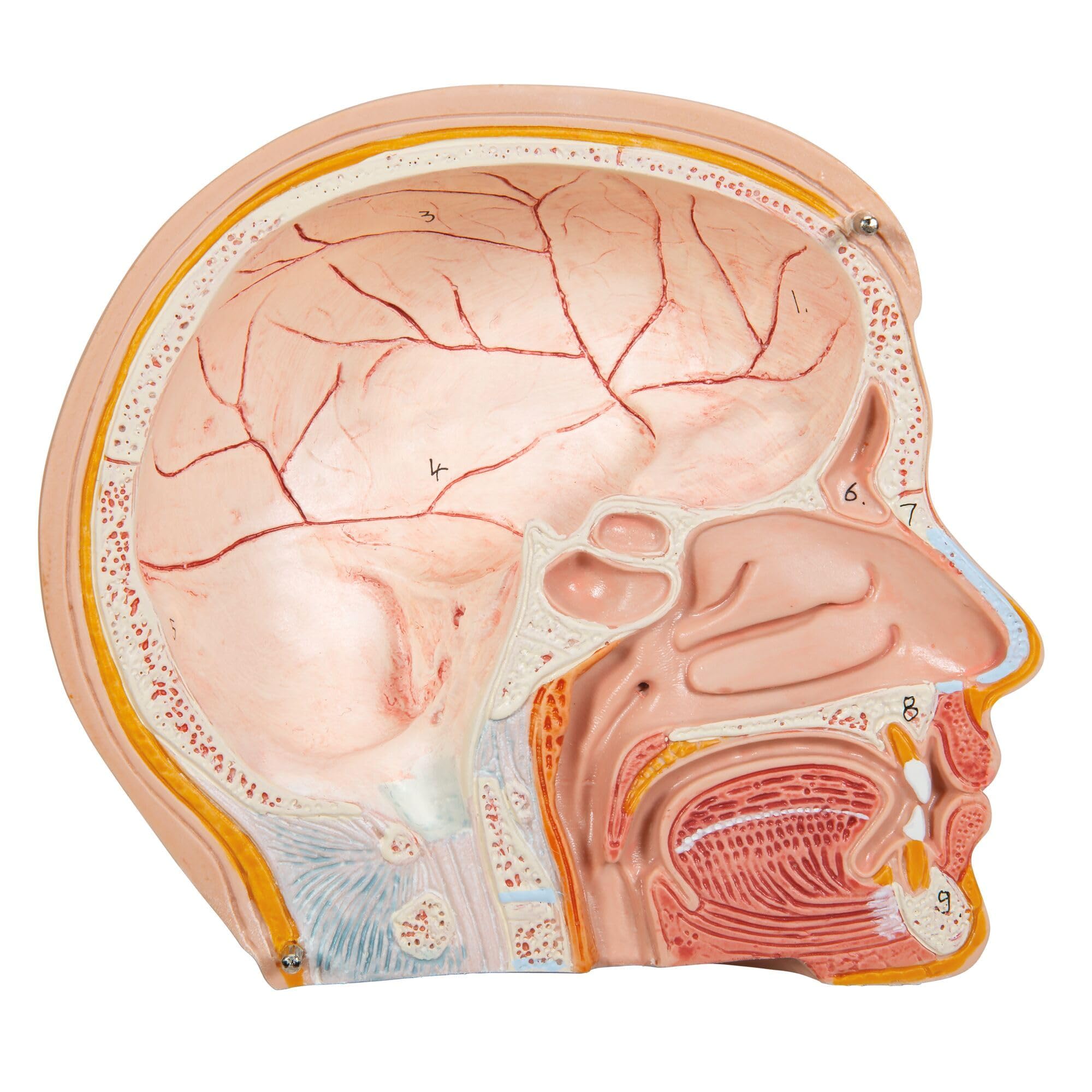 3B Scientific B22 Mini Torso, in 12 Parti + software gratuito di anatomia - 3B Smart Anatomy
