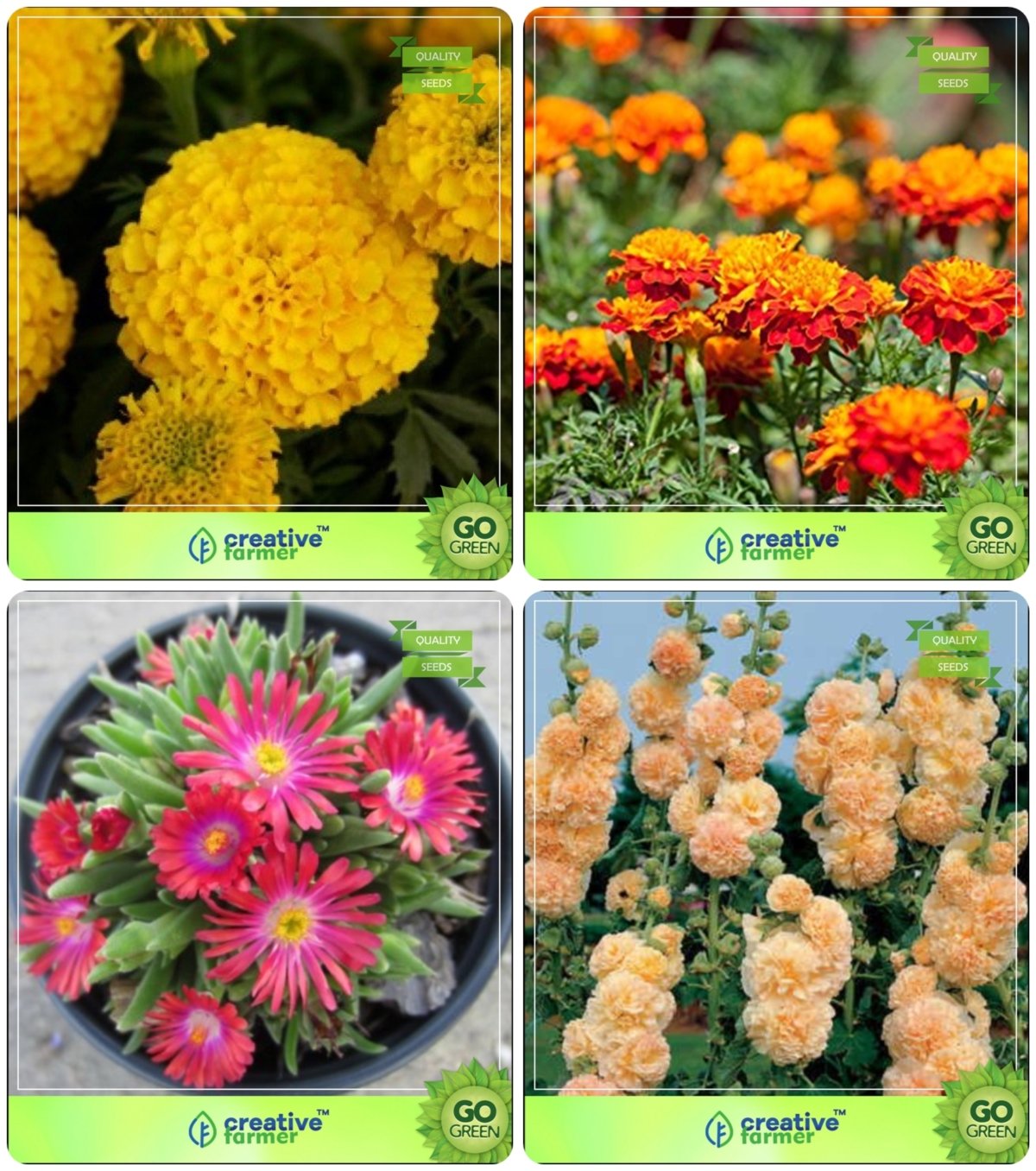 Creative Farmer Flower Seeds : Flowering Plants Seeds Winter & Winter/Summer & All Season Combo Marigold-Dhan Basanti, Marigold-Nana Bonita, Burf-Heavens, Hollyhock Flower Seeds Pack By CreativeFarmer (B076M9K5MG) Amazon Price History, Amazon Price Tracker