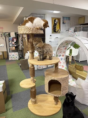 ハリーバーカー Harry Barker 天然 コーヒー木 キャットタワー 猫 Amazon | ハリーバーカー Harry Barker【天然コーヒー木使用】キャット