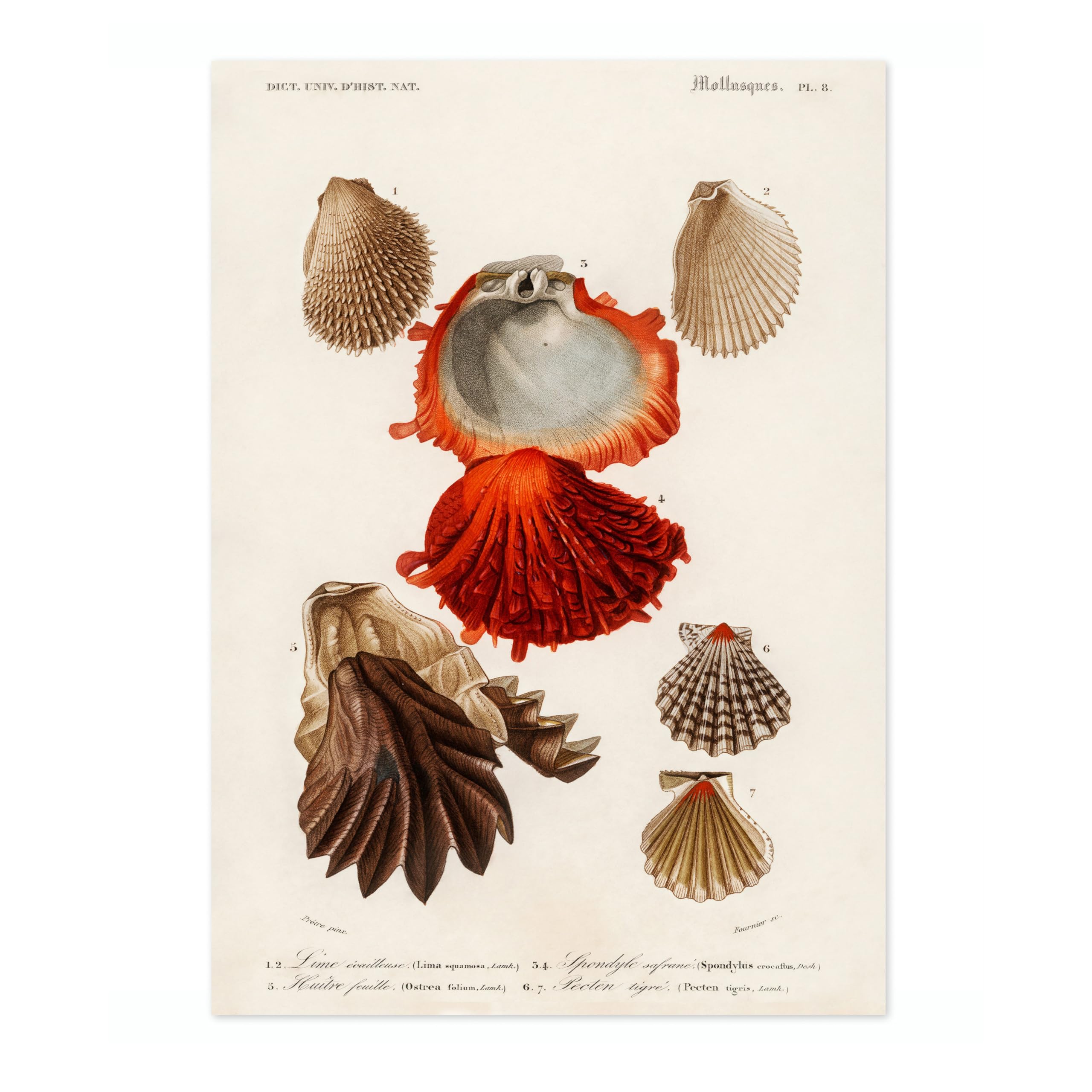 Animato Oysters Charles Dessalines D'Orbigny Poster, Vintage Botanical Prints, Encyclopedia Retro Wall Art Home Decor, Archival Matte, A4 (Print Only) - 29.7x21cm — image 1
