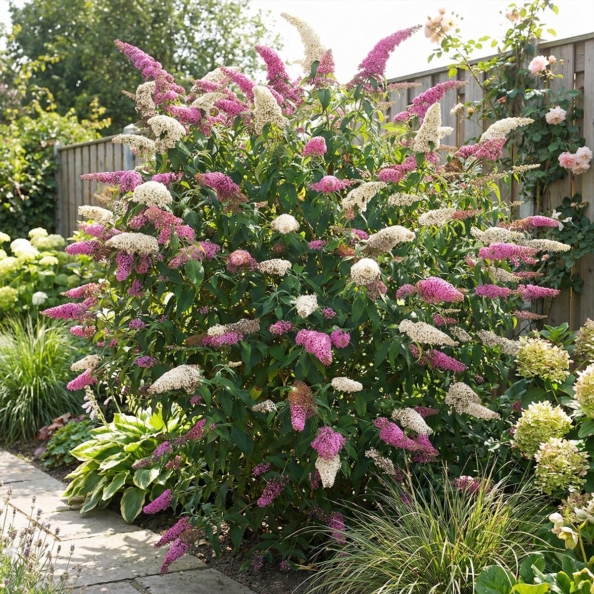 Bloomique - Set di 2 - Buddleja Davidii Duo Rosa Bianco - Cespuglio delle farfalle - Piante da giardino - Resistenti all'inverno - Altezza 30-40 cm - Vaso 17 cm