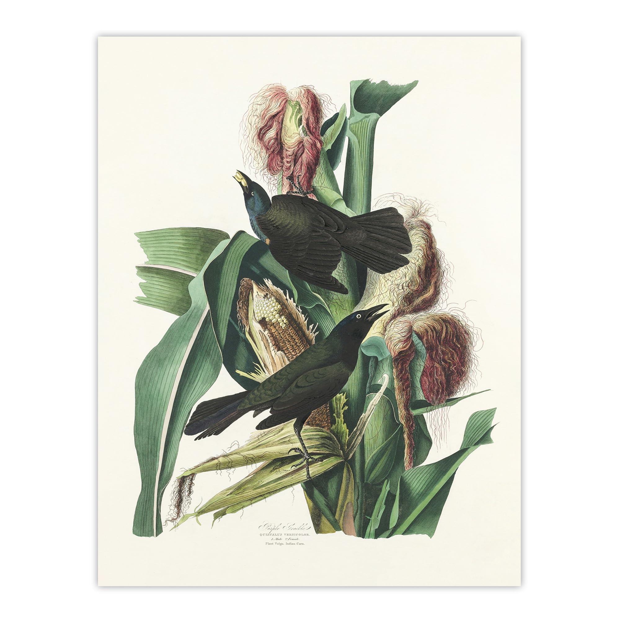Artery8 Audubon Purple Grackle Crow Blackbird Wall Art Print Poster W12" x H16"