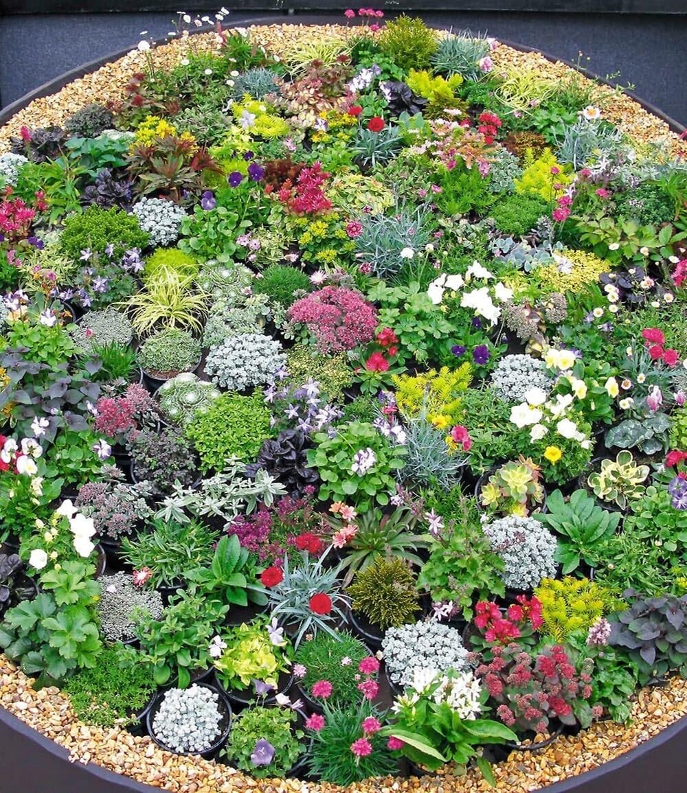 BALDUR Garten Steingarten-Stauden-Mix 8er, 9x9 cm Topf, winterhart
