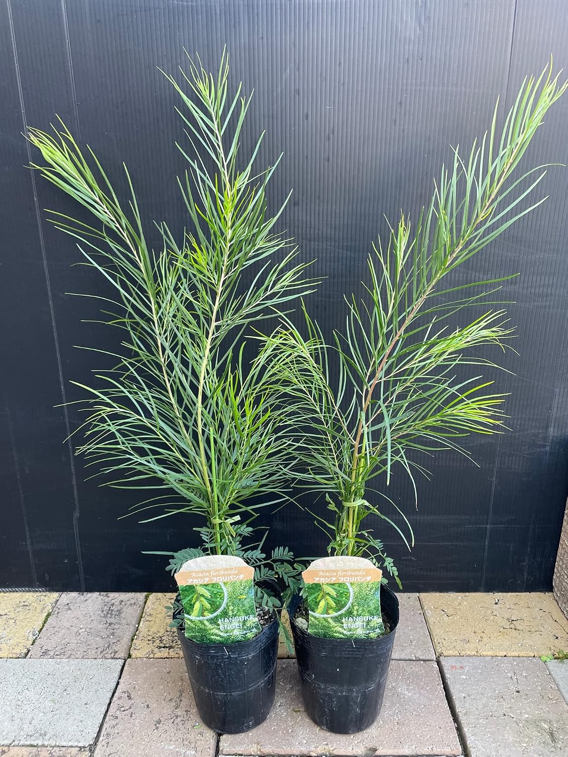アカシア フロリバンダ 12号くらい 大型大株 庭木植木 シンボル アカシア フロリバンダ 12号くらい 大型大株 庭木植木 シンボル