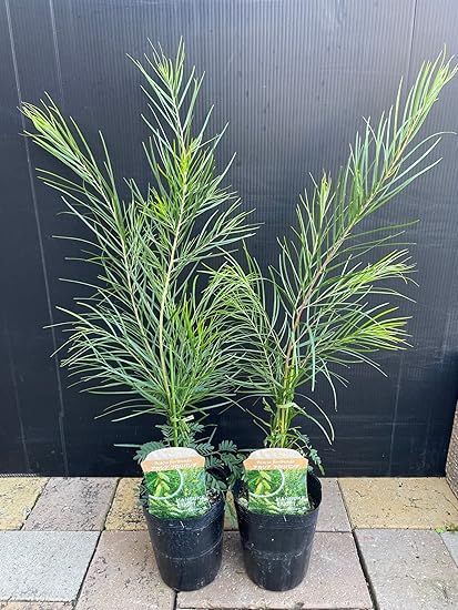 Amazon ドライフラワーにもなる 花 四季咲き品種 アカシア フロリバンダ 3 5号 2個 Acacia Floribunda Gossamer Wattle ゴッサマー ワトル 花言葉は 友情 優雅 など ミモザ アカシア イタリア 世界女性デー 園芸 ガーデニング 鉢花 鉢植え 苗木 花苗 誕生日