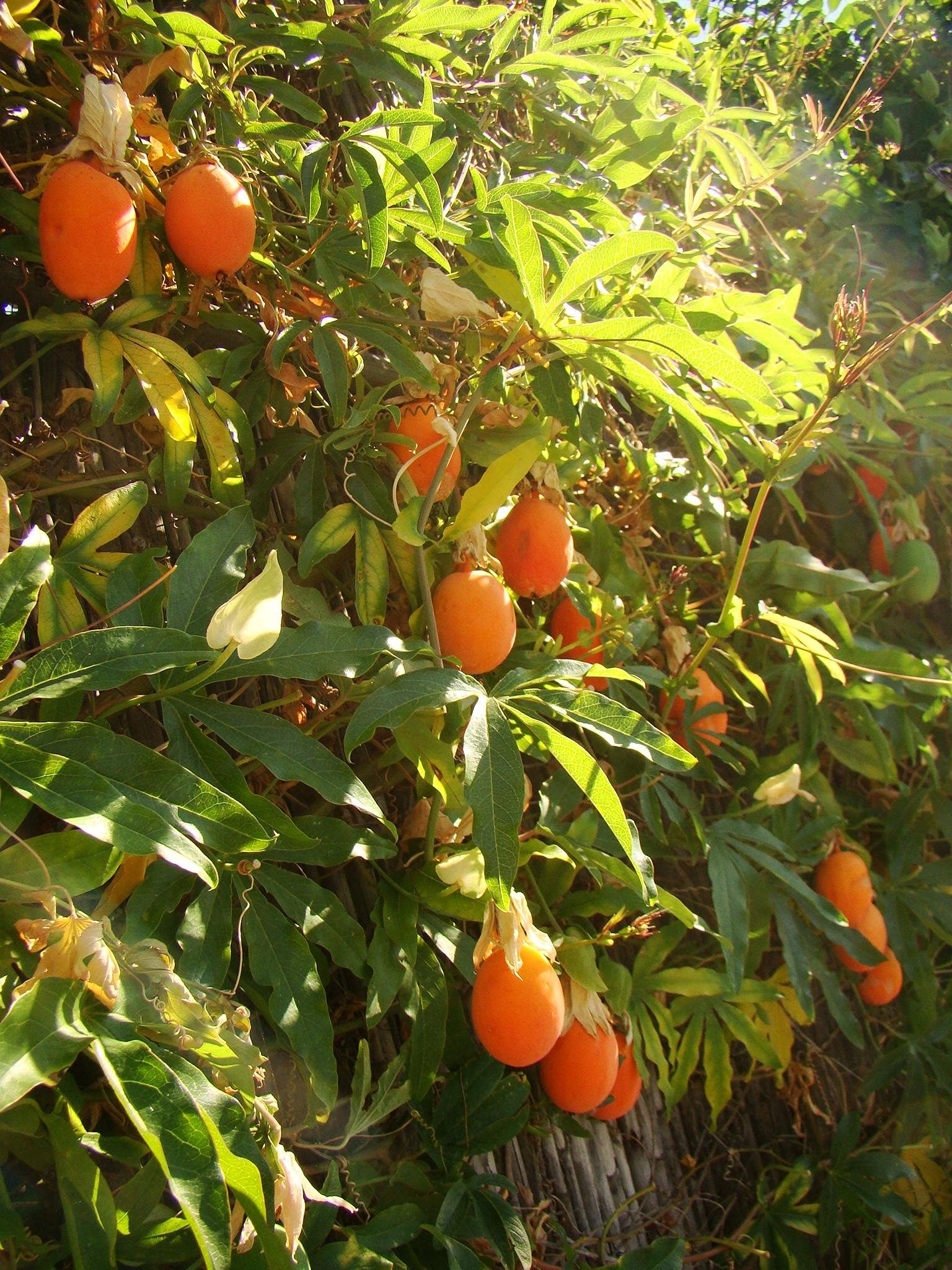 Buy Blue PASSIONFLOWER Passiflora caerulea 2025cm Tall Plant in a 7