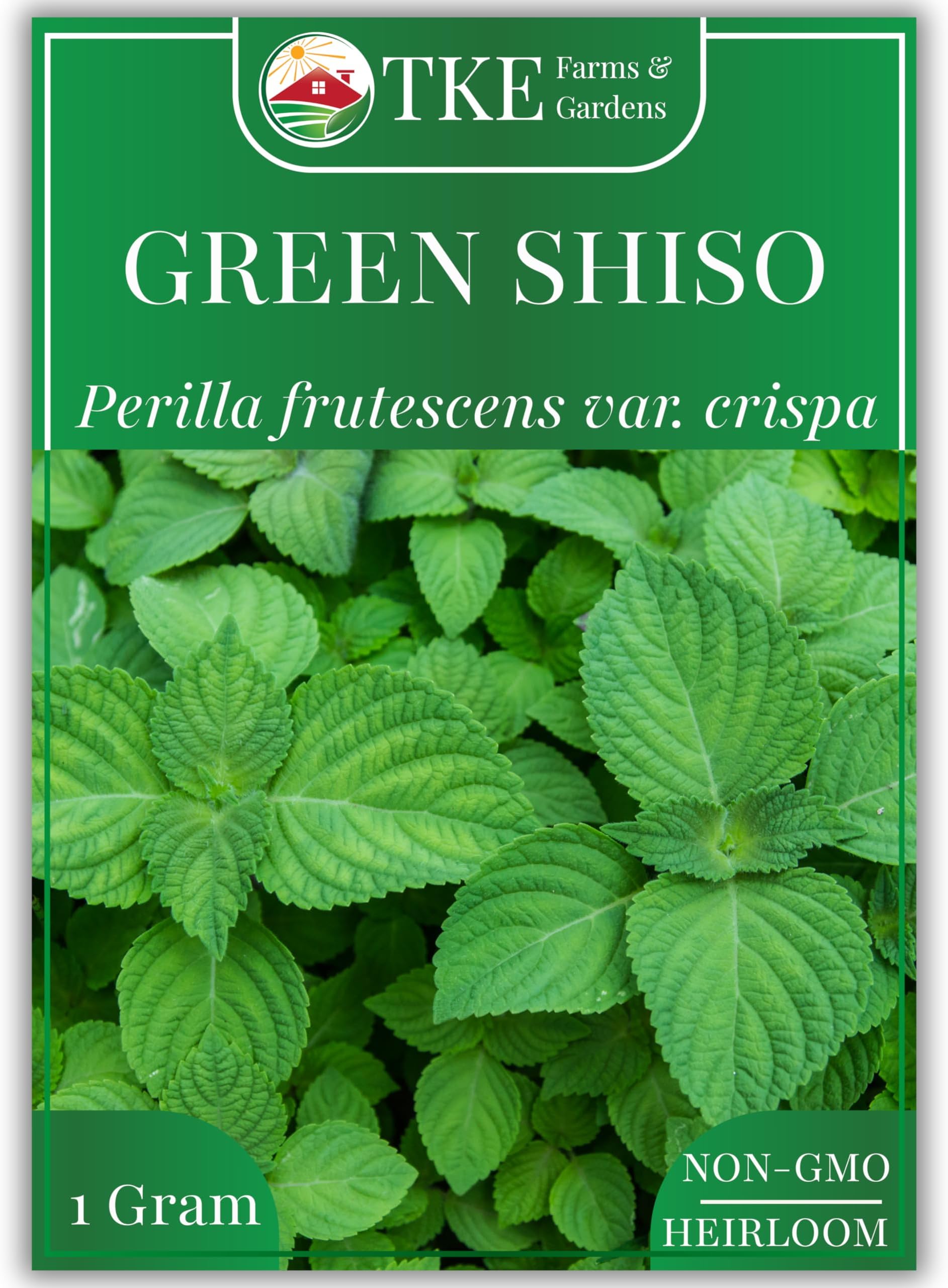 Green Shiso Perilla Seeds for Planting, 200+ Heirloom Non-GMO Perilla Seeds, Adds Bold, Spicy Aroma to Asian Dishes, Ideal for Indoor & Outdoor Gardens, Qty 1