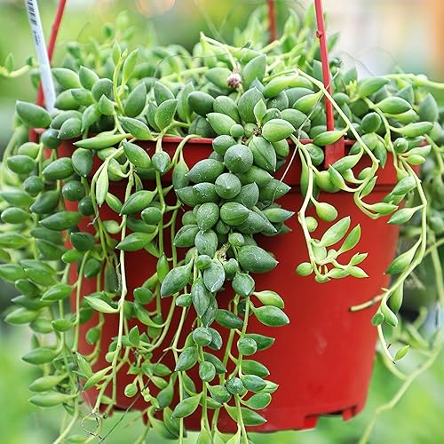 Miniatura 9 de Mountain Crest Gardens Paquete de suculentas Trailing & Strings, 12 plantas vivas en macetas de 2 pulgadas, suculentas reales para macetas
