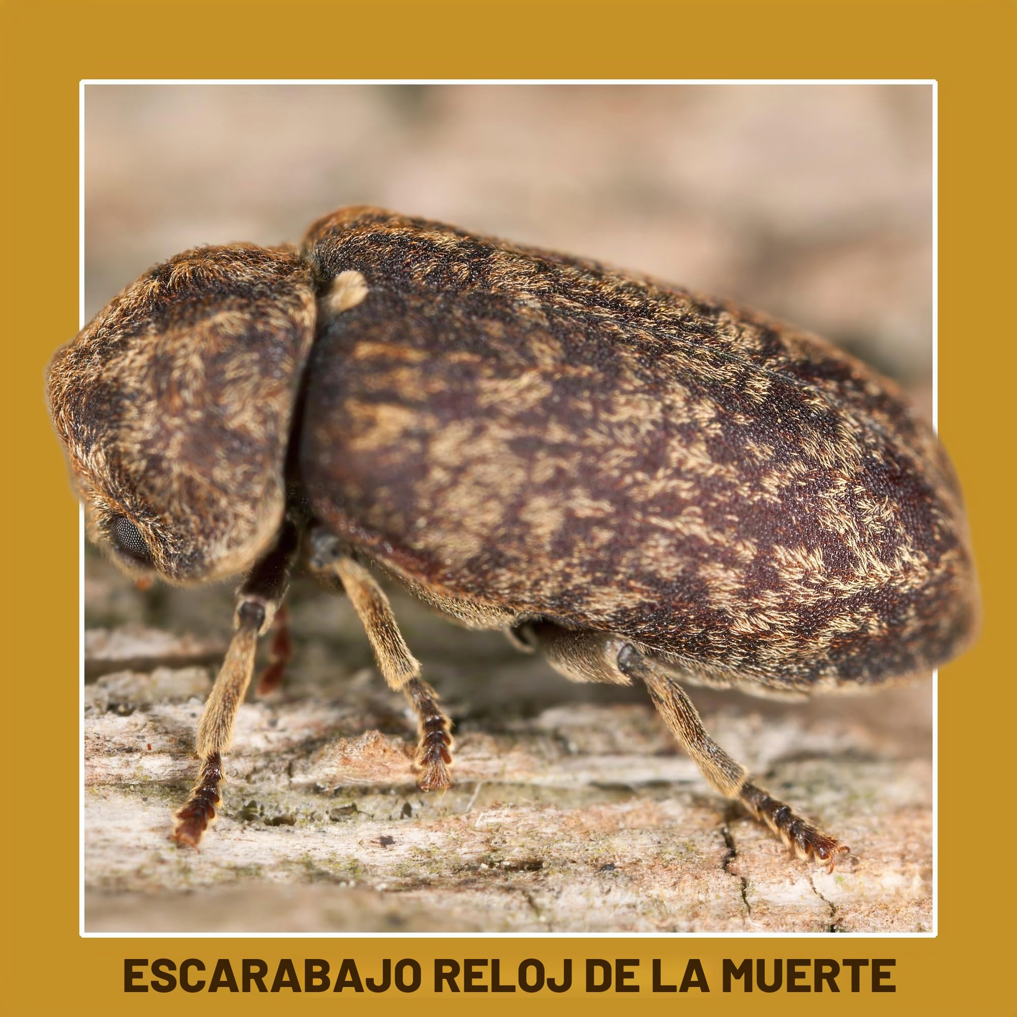 Soluguard Solución Anticarcoma - 5L - Tratamiento Preventivo y Curativo Contra La Termita, Carcoma, e Insectos Xilófagos
