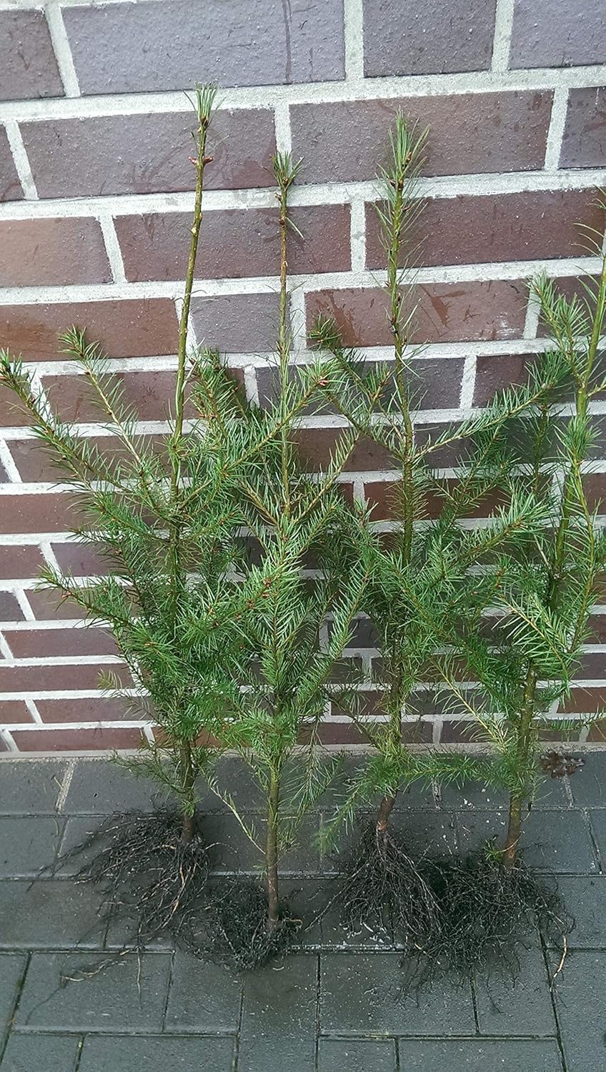 25st. Douglasien 20-40cm Forstpflanzen Pseudotsuga menziesii viridis Douglasie Nadelgehölze Wurzelware