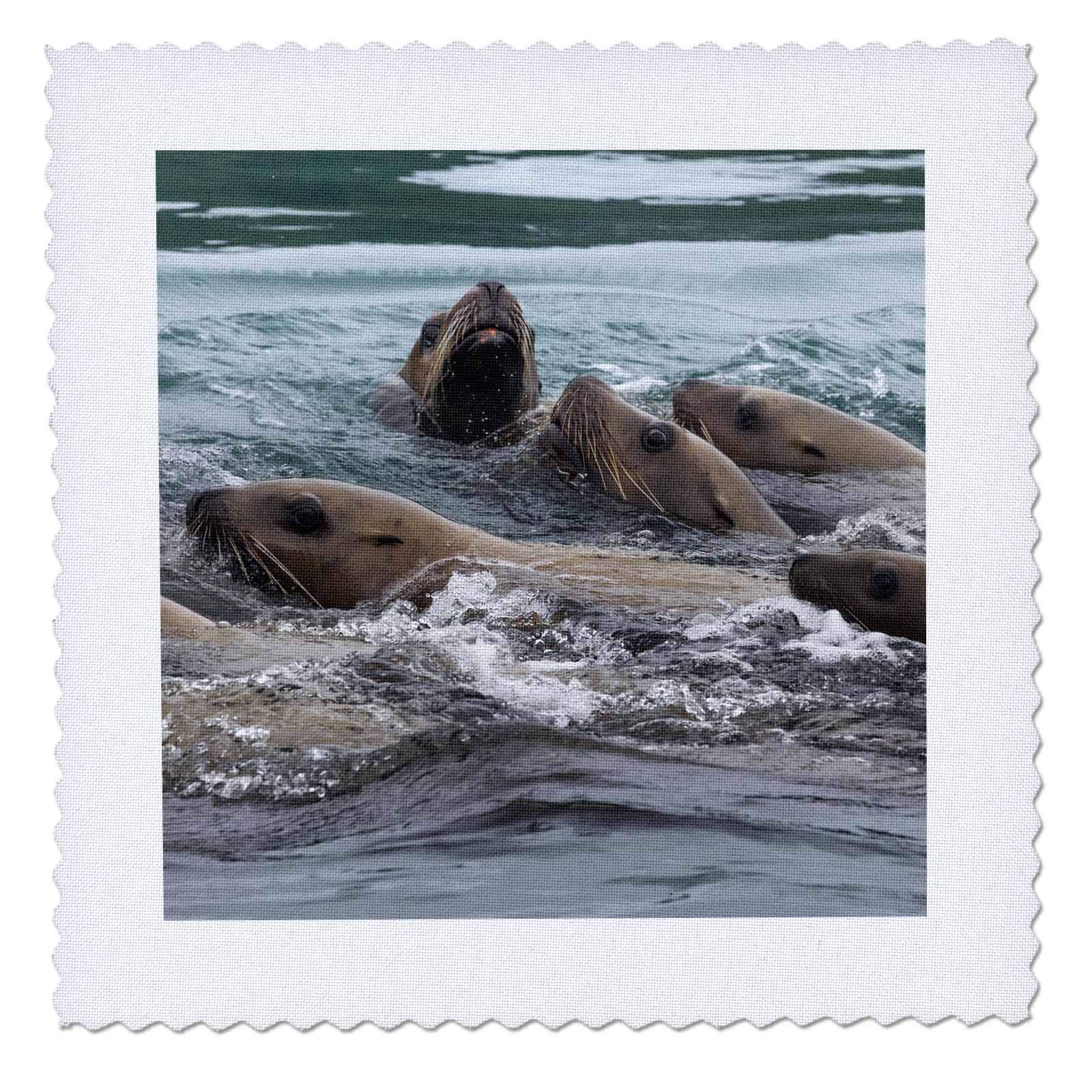 3dRose 6x6 inch Quilt Square, USA, Alaska, Inian Islands. Young Stellar sea Lion