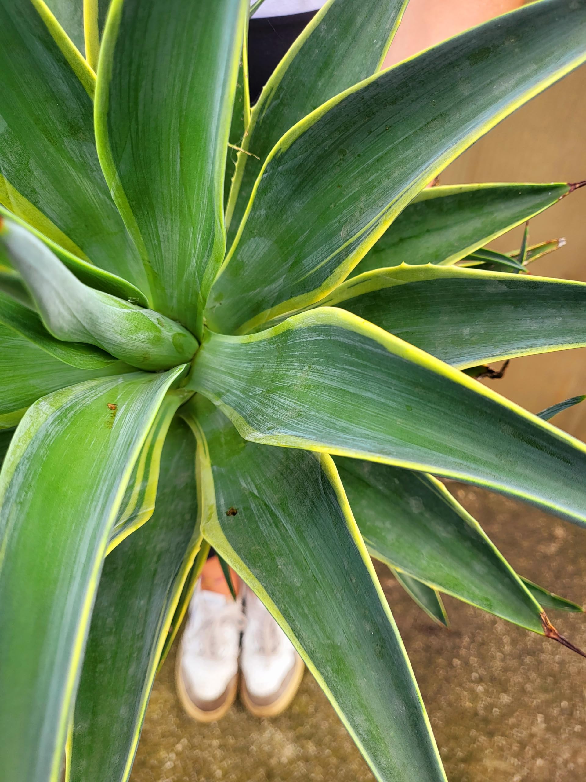 POWERS TO FLOWERS - AGAVE DESMETIANA VARIEGATA XL Vaso 22cm diametro, Pianta Vera