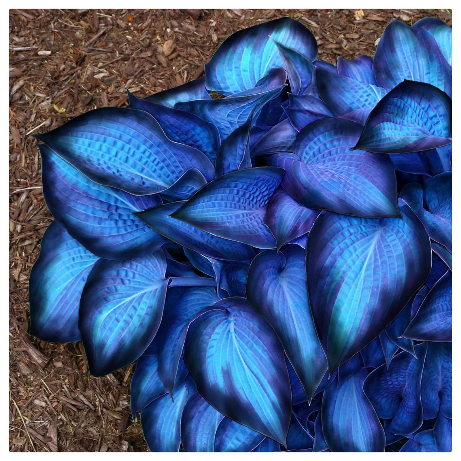 Bulbi di Hosta per Giardini Ombreggiati - Foglie Decorative e Resistenza,Rizoma di Hosta-6 Bulbi-a
