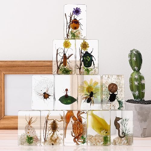 Vista 39 de 12 piezas de insectos en resina colección de insectos de resina de arácnidos, pisapapapeles de diferentes insectos para niños, juguete educativo