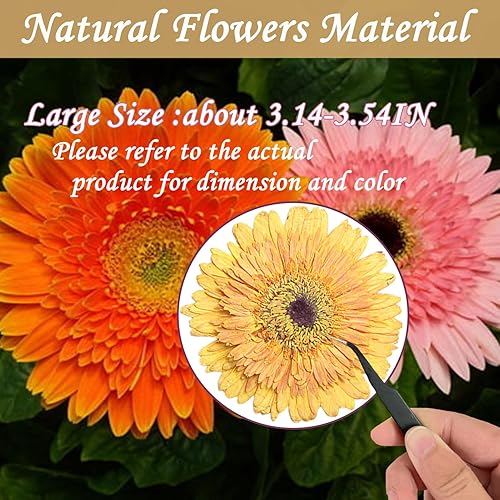Miniatura 2 de ALJ Girasoles secos amarillos dorados de gran tamaño para adornos de manualidades, margarita africana prensada real natural para resina, bricolaje,