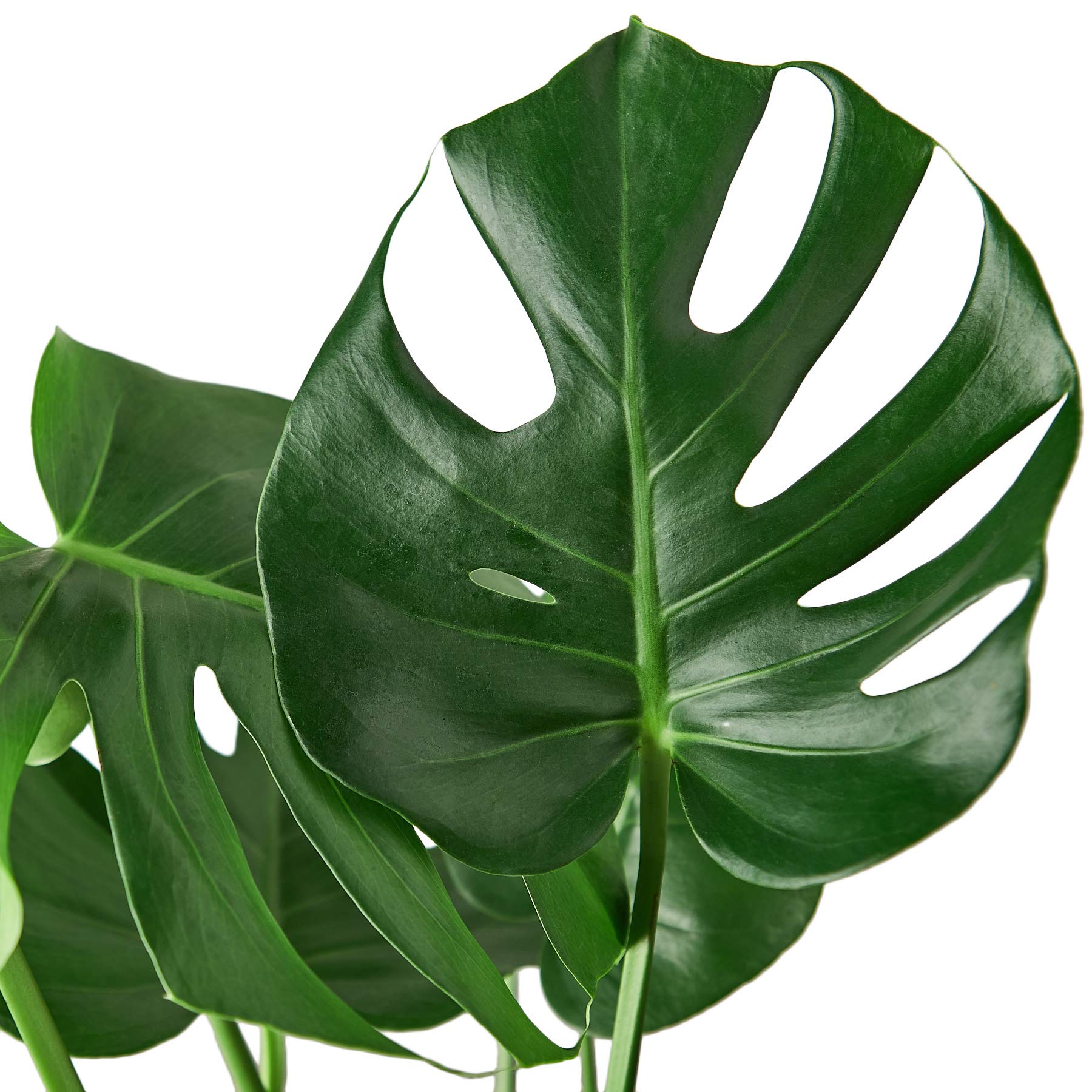 Amazon.com : House Plant Shop | Monstera 'Deliciosa' - 6" Pot | Live Indoor  Plant | Easy to Care | Natural Dcor Plant | Great Gifts| Free Care Guide :  Patio, Lawn & Garden