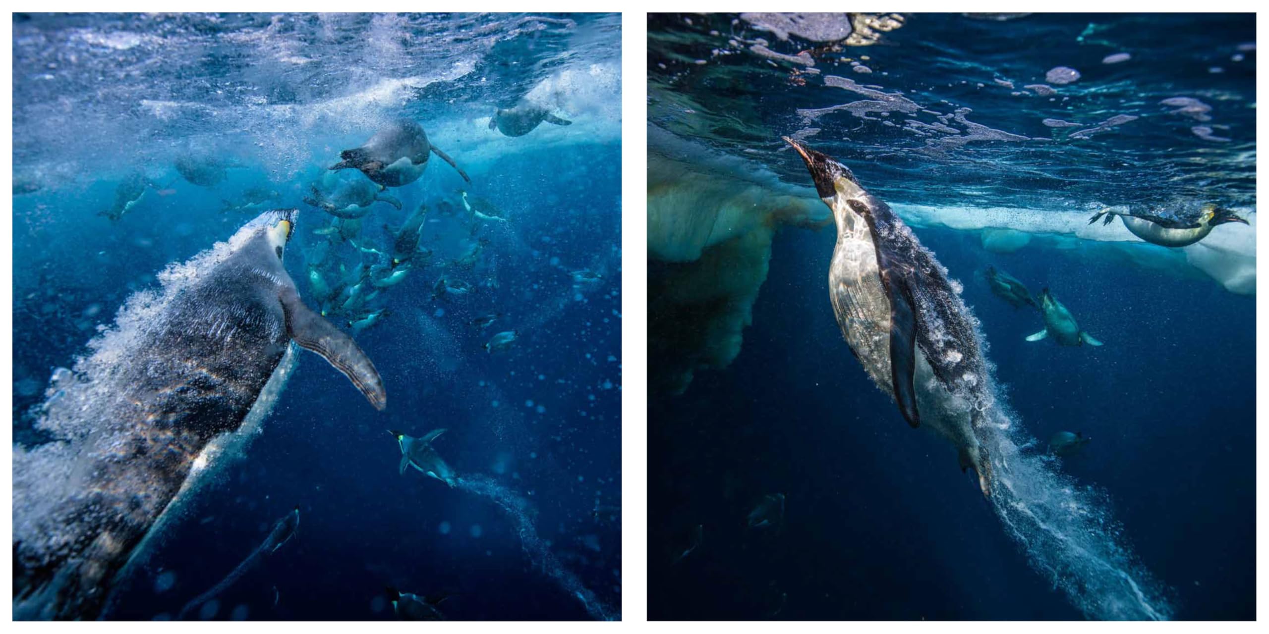 The Life And Love Of The Sea: Photographs
