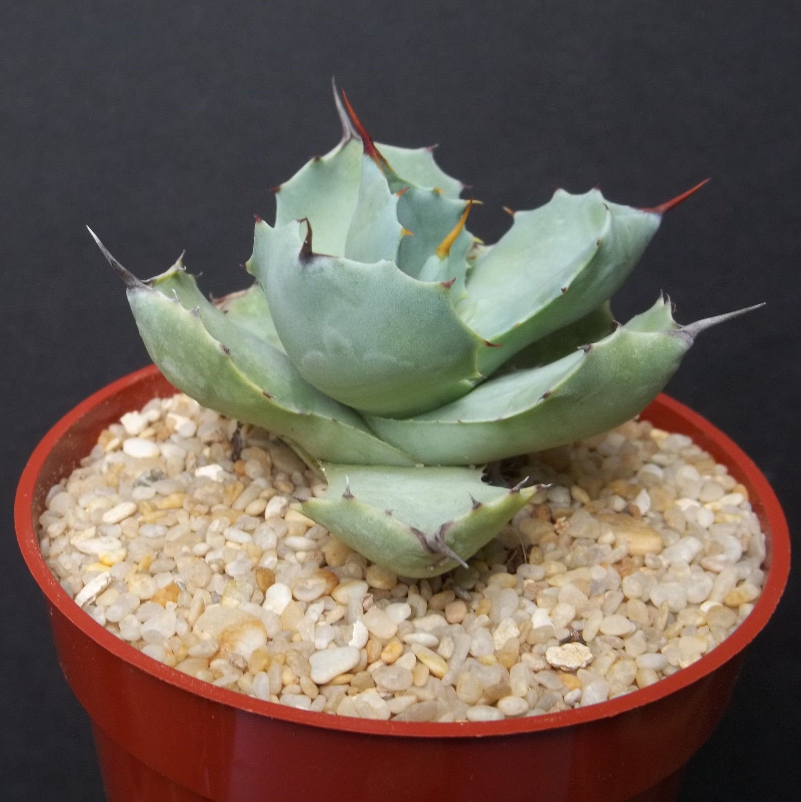 Amazon.com: Agave pygmaea exotic rare miniature succulent small size  outdoor cacti 4" plant : Patio, Lawn & Garden