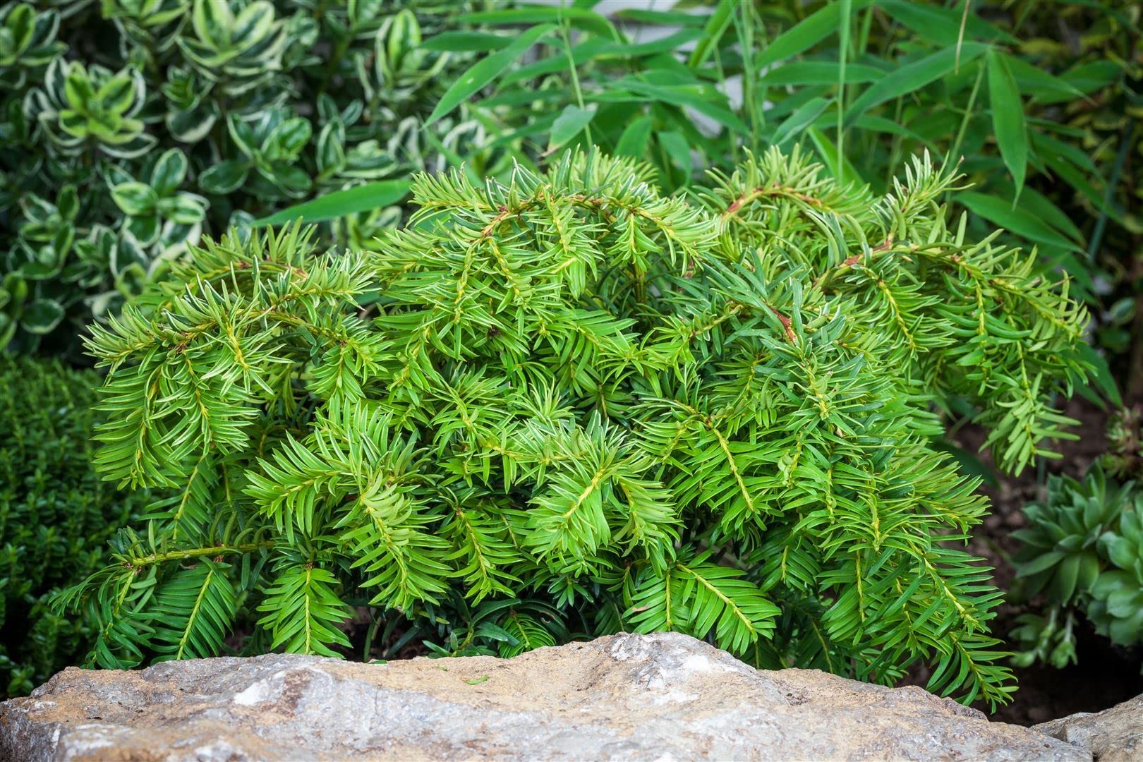 Taxus baccata 'Repandens' 1520 cm  Immergrn, Winterhart, Pflegeleicht   Kriech-Eibe  Bodendecker fr Grab & Steingarten : Amazon.de: Garten