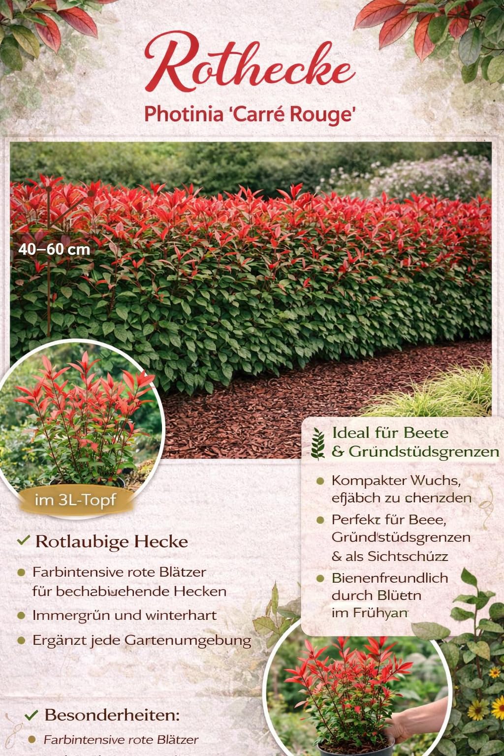 Glanzmispel Photinia fraseri 'Carr Rouge' 40-60 cm  Besonders Roter  Austrieb, Winterhart & Immergrn  Perfekt fr Hecken & Garten : Amazon.de:  Garten