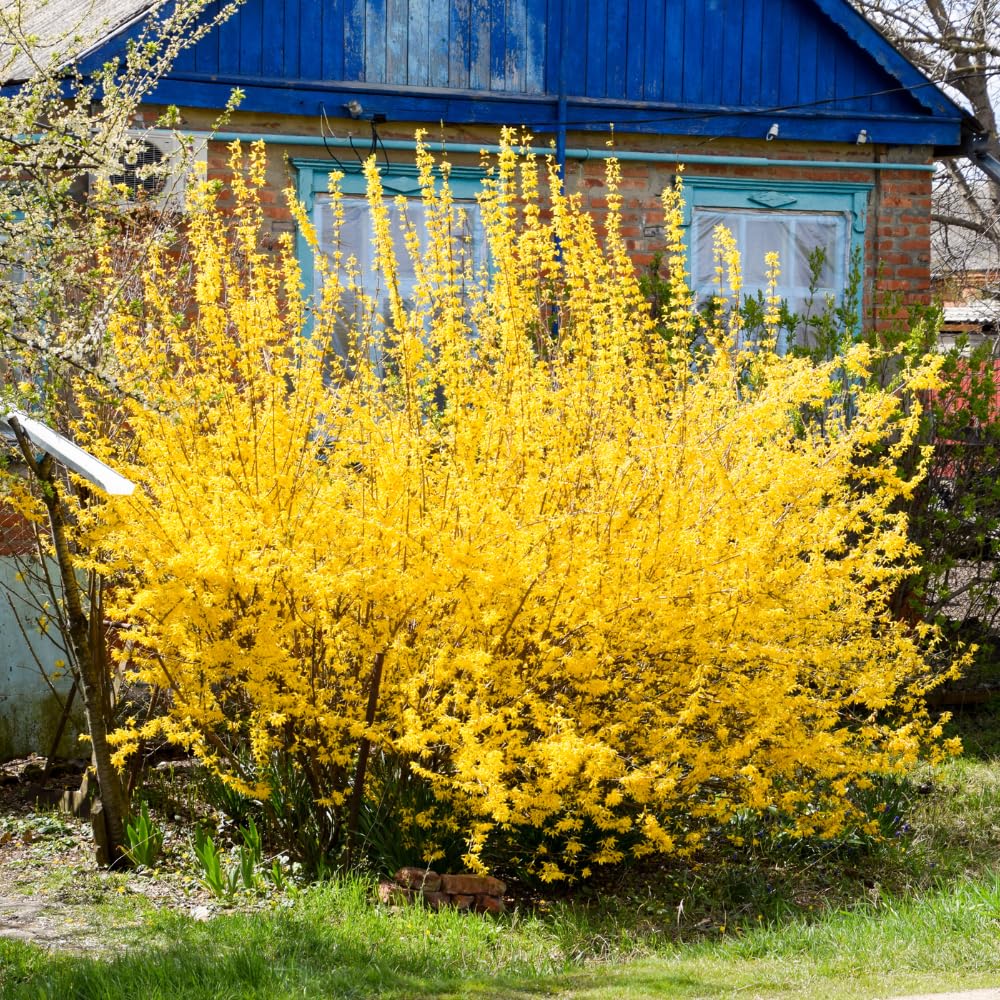 Lynwood Gold Forsythia
